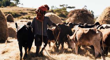 Ein Viehhirte führt seine Herde über ein Feld, Äthiopien 2020. 
