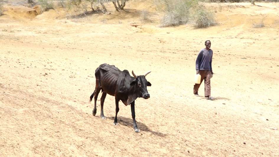 Ein Bauer und eine Kuh suchen nach Wasser, Kenia 2021. 