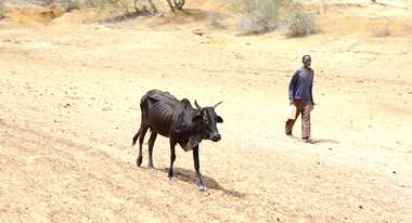Ein Bauer und eine Kuh suchen nach Wasser, Kenia 2021. 