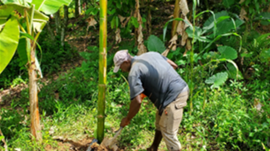 Hilfe für Haiti: Ein Mann arbeitet bei einer Granadilla-Pflanzung in Haiti.