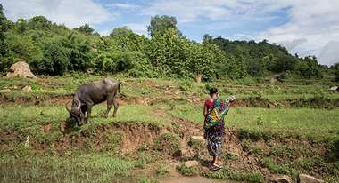 Eine Frau geht über einen Feldweg an einem Büffel vorbei.