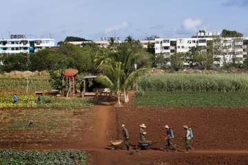 Feldarbeit in Kuba