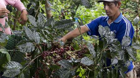 Ein Mann und eine junge Frau arbeiten an einer Kaffeepflanze