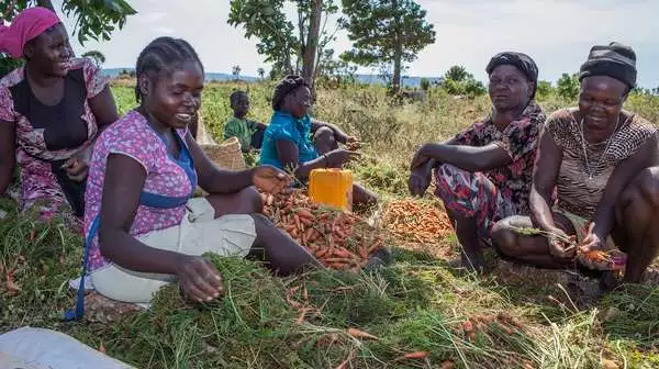 Eine Gruppe Frauen erntet Karotten auf dem Feld eines Bauern in Haiti.