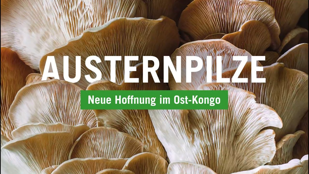 Austernpilze - Neue Hoffnung im Ost-Kongo