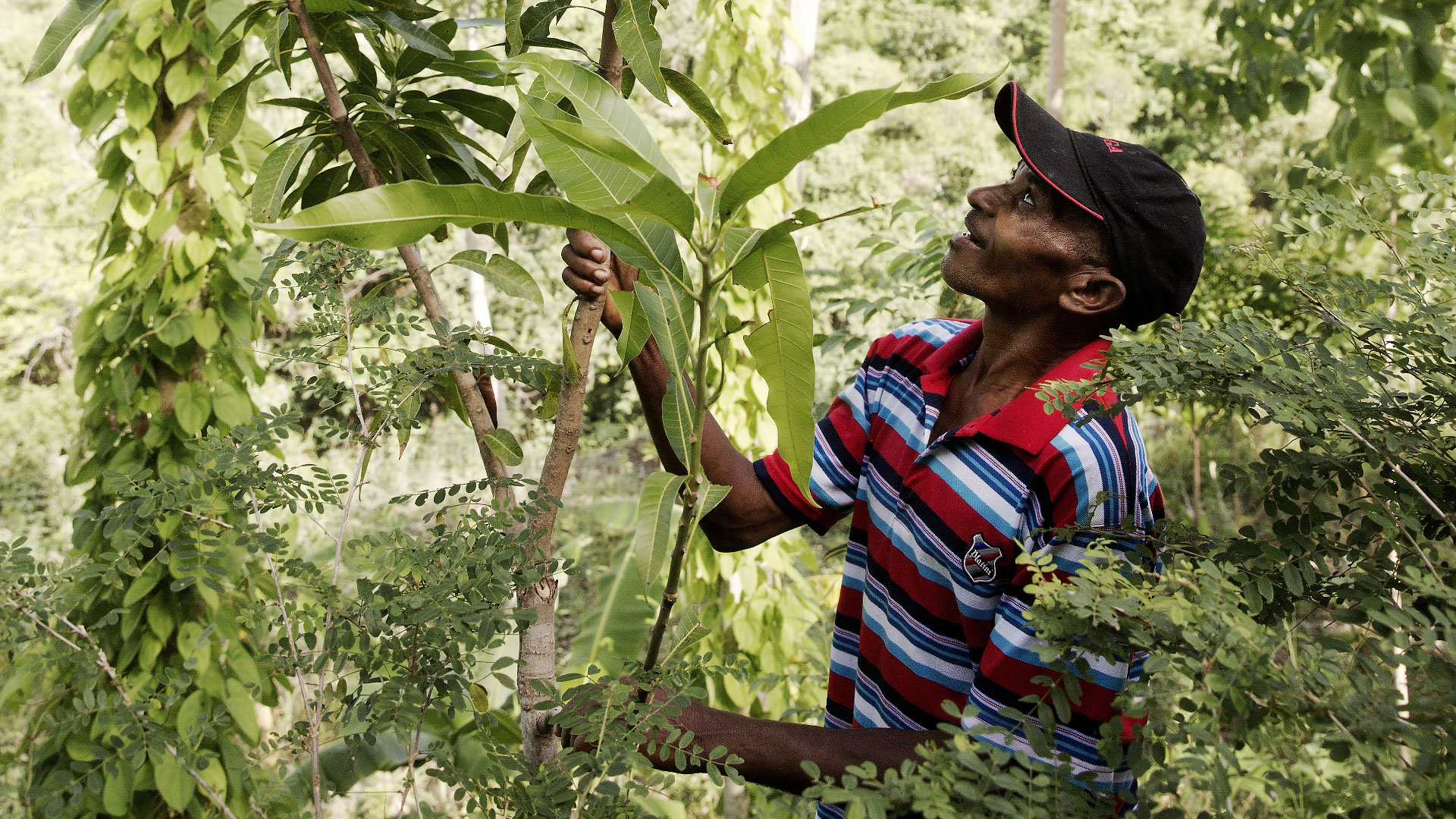 Ein Bauer in Modesir, Haiti, kontrolliert einen jungen Mangobaum auf Schädlingsbefall. 